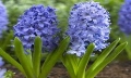 hyacinthus